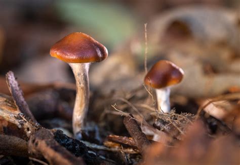 Investing in magic mushrooms through online transactions
